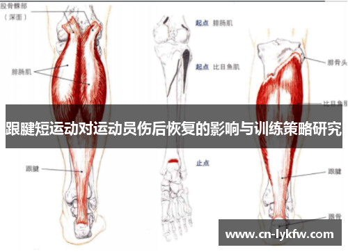 跟腱短运动对运动员伤后恢复的影响与训练策略研究